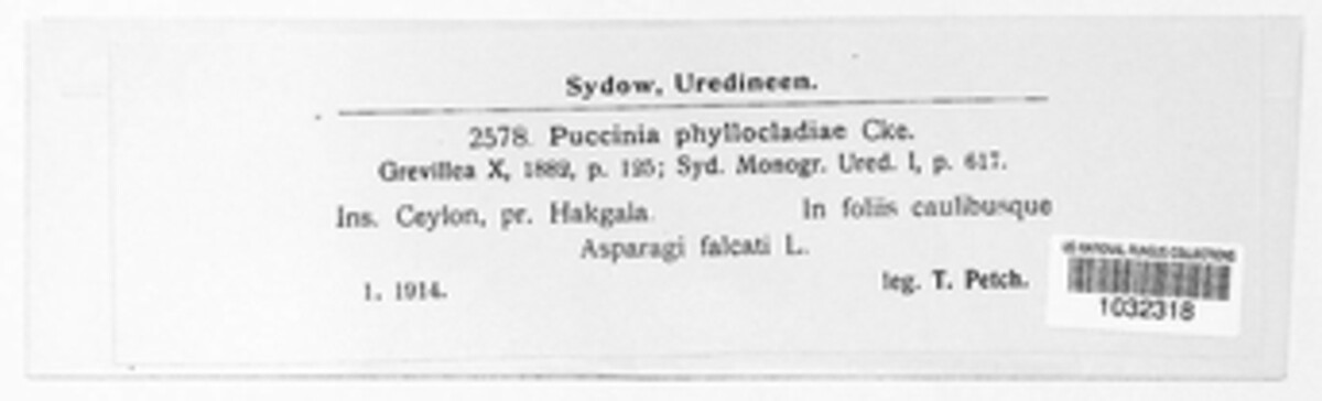 Puccinia phyllocladiae image